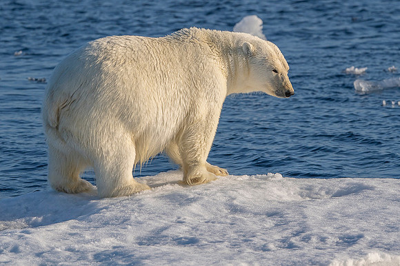 Polar bear