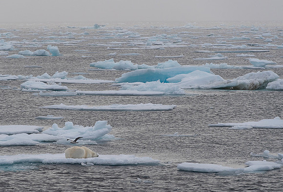 Polar bear
