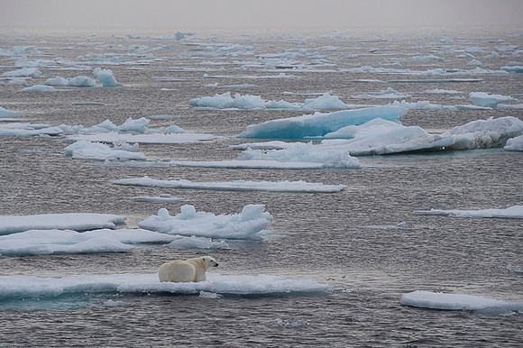 Polar bear