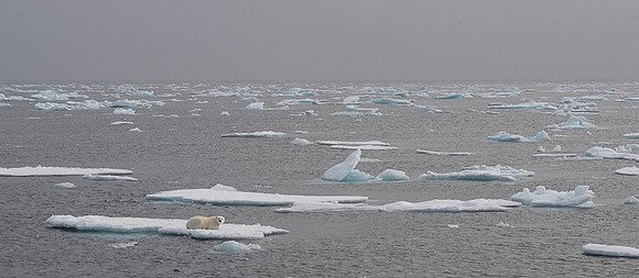 Polar bear