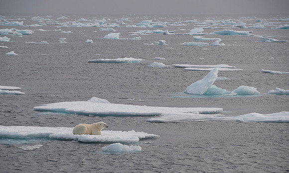 Polar bear