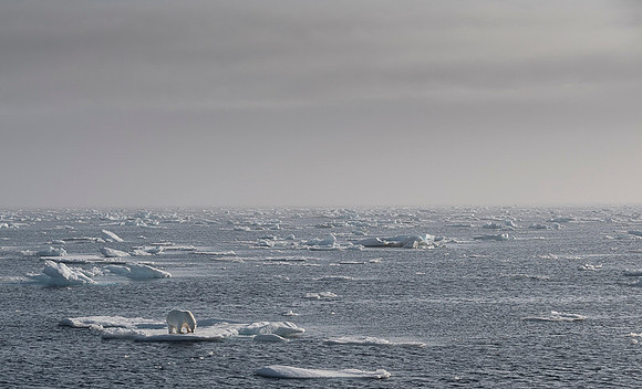 Polar bear