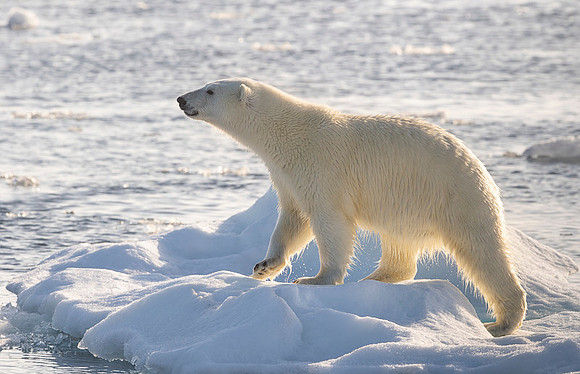 Polar bear