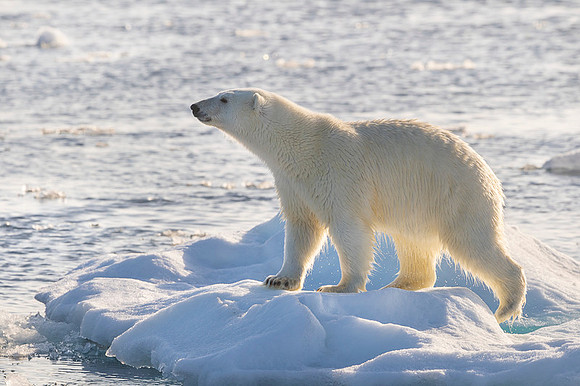 Polar bear