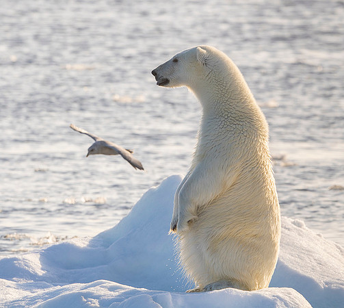 Polar bear