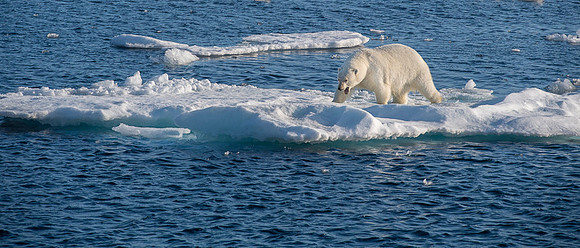 Polar bear