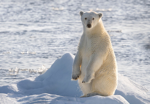 Polar bear
