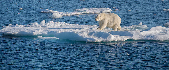 Polar bear