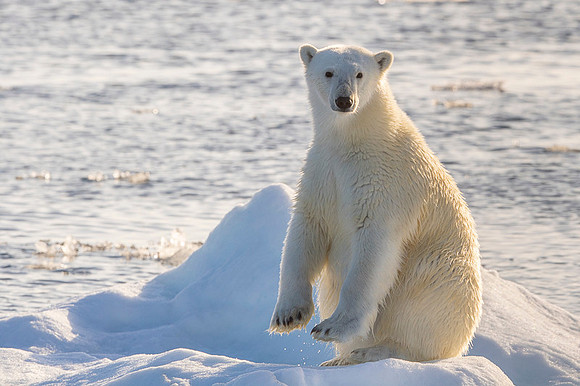 Polar bear