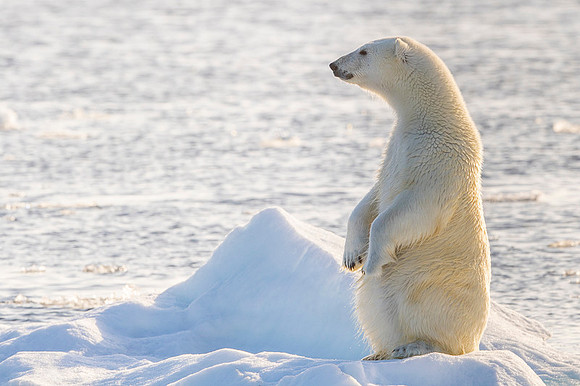 Polar bear