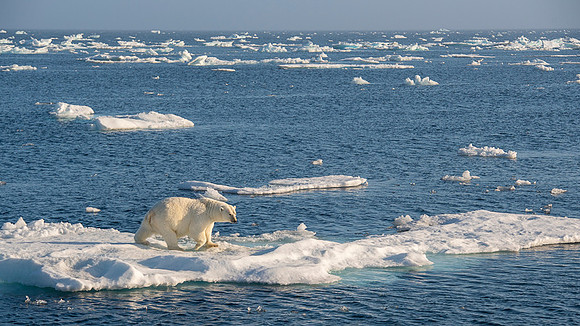 Polar bear