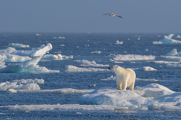 Polar bear