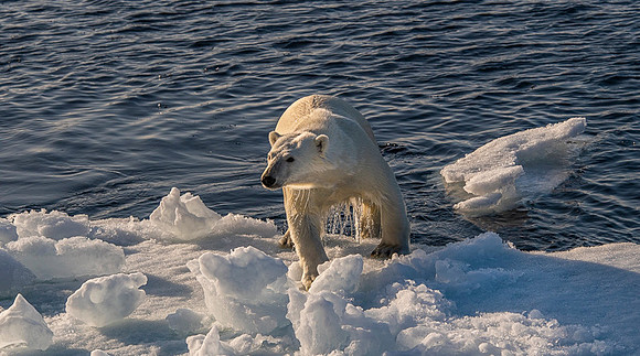 Polar bear