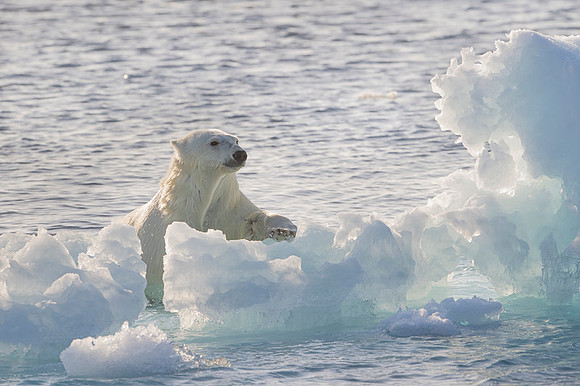 Polar bear