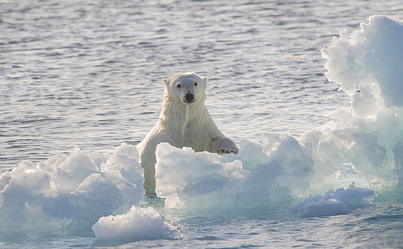 Polar bear