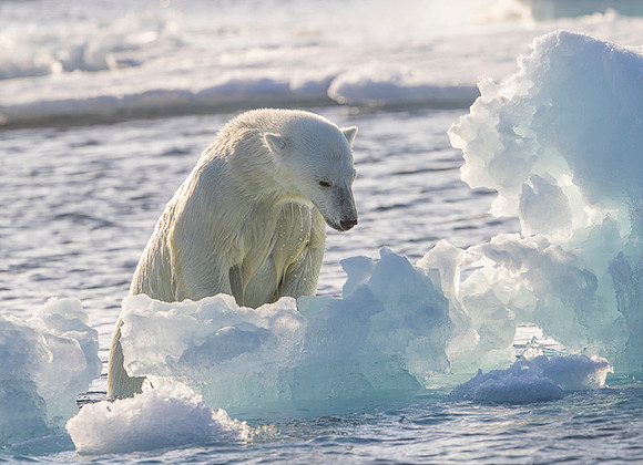 Polar bear
