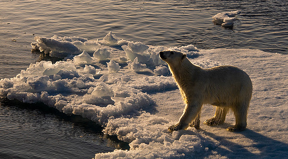 Polar bear