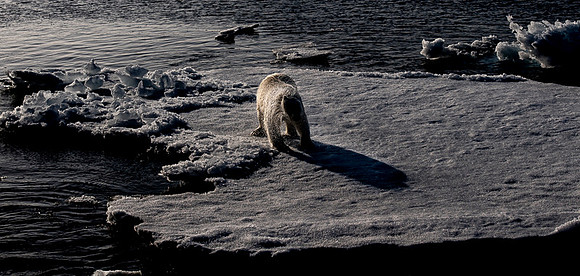 Polar bear