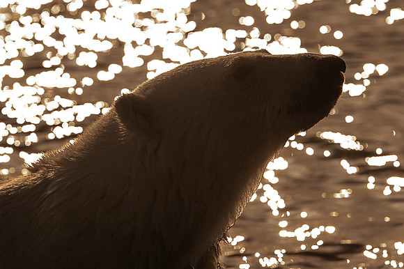 Polar bear