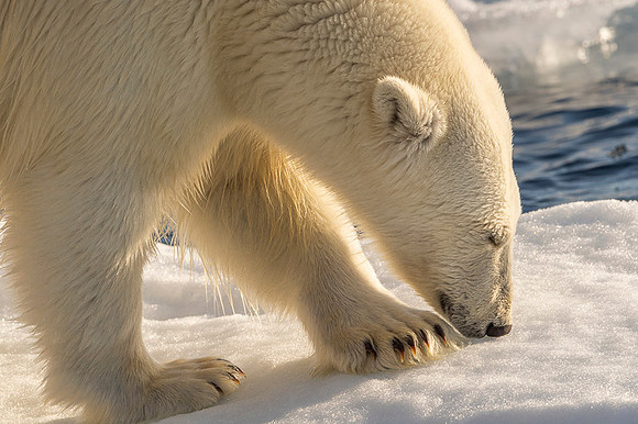 Polar bear