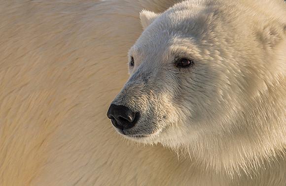 Polar bear