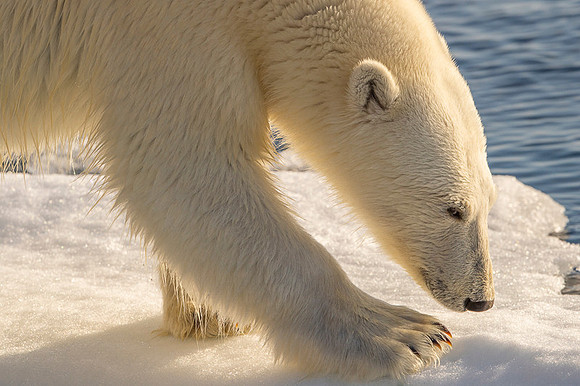 Polar bear