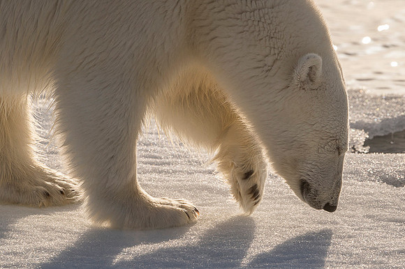 Polar bear
