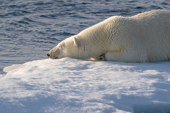Polar bear