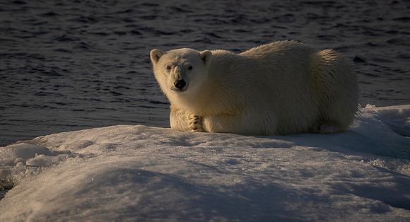 Polar bear