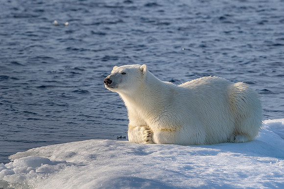 Polar bear