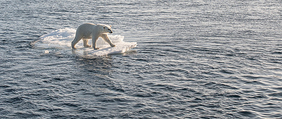 Polar bear