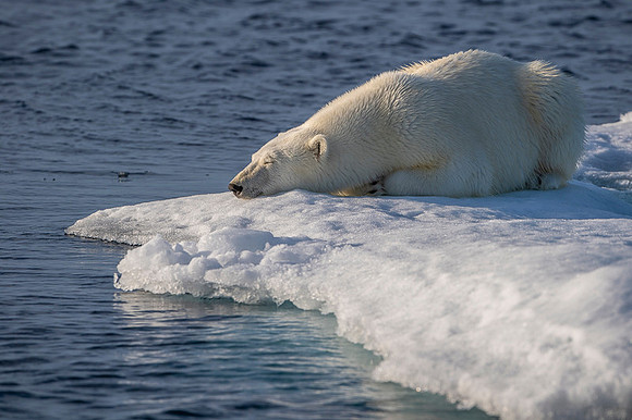 Polar bear