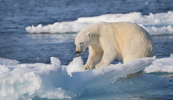 Polar bear