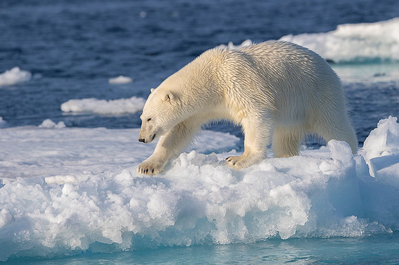 Polar bear