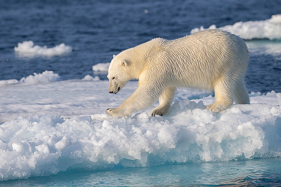 Polar bear