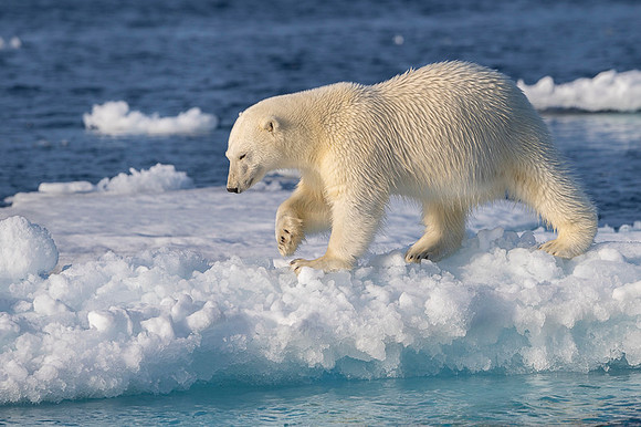 Polar bear