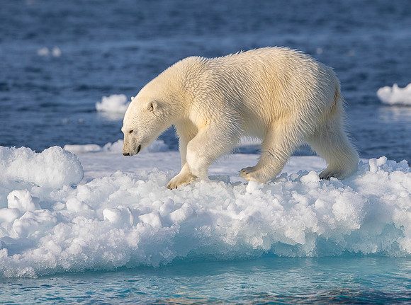 Polar bear