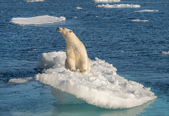 Polar bear
