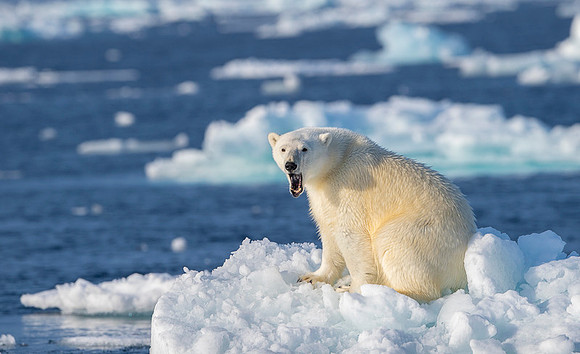 Polar bear