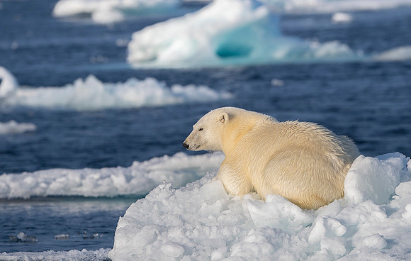 Polar bear