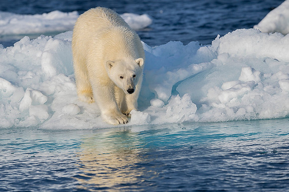 Polar bear