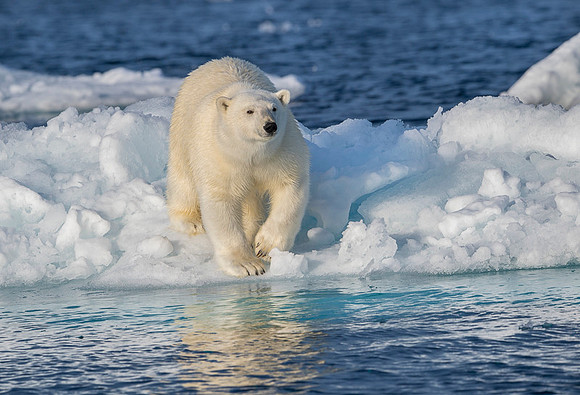 Polar bear