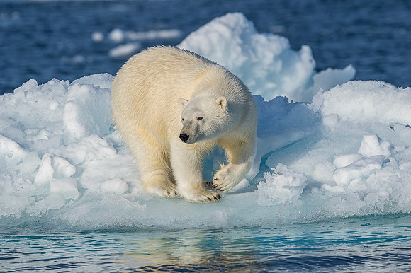 Polar bear