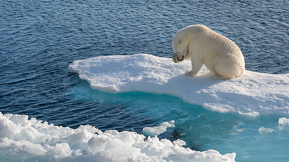Polar bear
