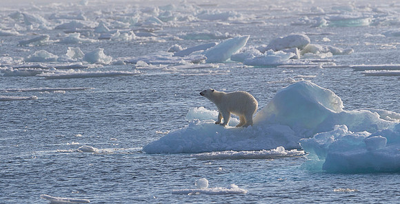 Polar bear