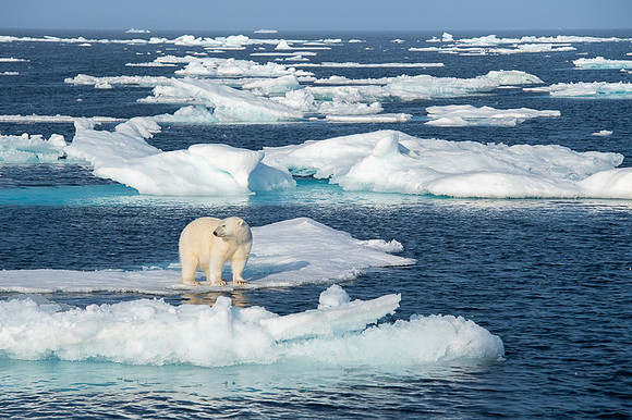 Polar bear