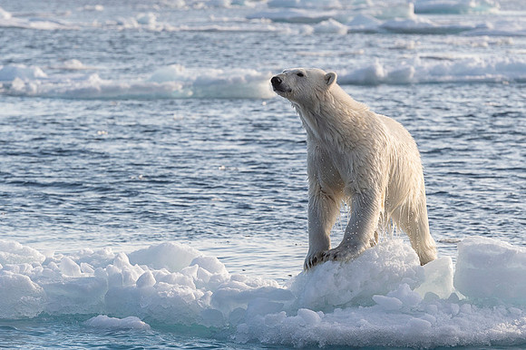 Polar bear