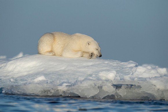 Polar bear