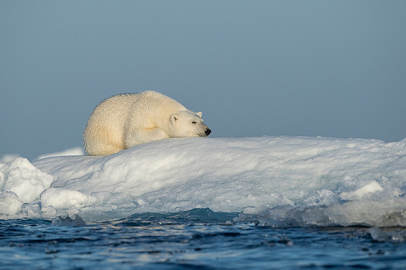 Polar bear