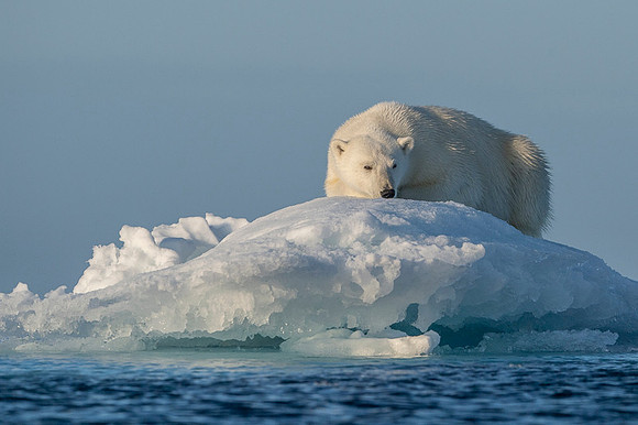 Polar bear